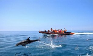 Passeio de Barco "Rota dos Golfinhos" para Dois! De Sesimbra a Tróia!