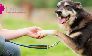 Curso Online de Cuidados Para Cães | 100 Horas