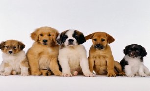 Curso Online de Cuidados e Procedimentos com Cães!